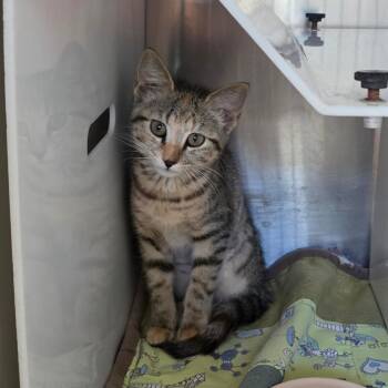 Rory -  Domestic Short Hair Cat for Adoption in Eureka Springs, Arkansas - Rory | PetCurious