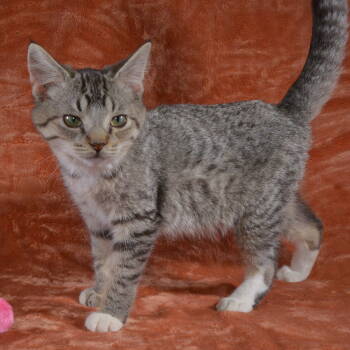 Rescue Domestic Short Hair and Tabby Cats for Adoption in Traverse City, Michigan - Samuel | PetCurious