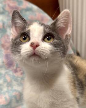 Briley -  American Shorthair Cat for Adoption in Marvin, North Carolina - Briley | PetCurious