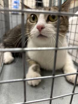 Domestic Short Hair Cats Available for Adoption - PEARL | PetCurious