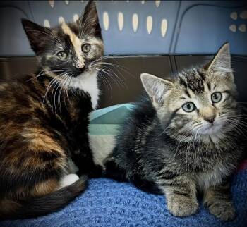 Harley Quinn and Flash -  Calico Cat for Adoption in Buffalo, New York - Harley Quinn And Flash | PetCurious