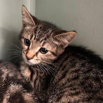 Domestic Short Hair Cats Available for Adoption in South Elgin, Illinois - Pistachio | PetCurious