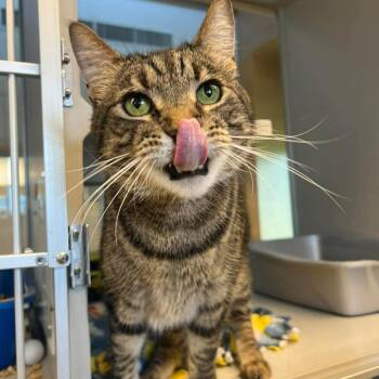 Zuko -  Domestic Short Hair Cat for Adoption in Cedar Rapids, Iowa - Zuko | PetCurious