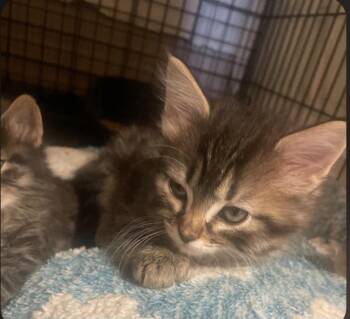 Tabby Cats Available for Adoption in Billings, Montana - K-7 Pearl | PetCurious