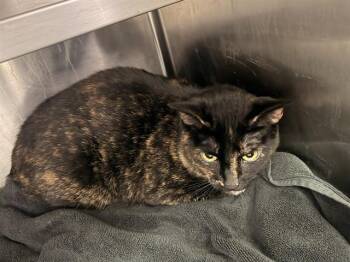 STASHA -  Domestic Short Hair Cat for Adoption in Jacksonville, Florida - STASHA | PetCurious