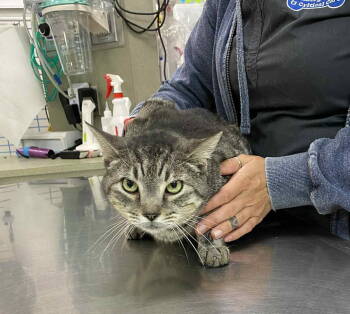 Rescue Domestic Short Hair Cats for Adoption in Forest, Virginia - *Kojo | PetCurious