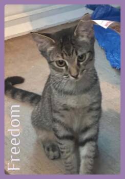 FREEDOM -  Tabby Cat for Adoption in Lawton, Oklahoma - FREEDOM | PetCurious