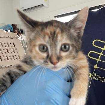 Flannel -  Domestic Short Hair Cat for Adoption in Chapel Hill, North Carolina - Flannel | PetCurious