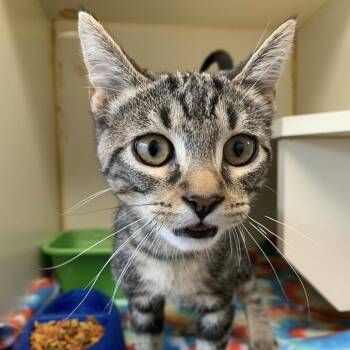 Domestic Short Hair Cats Available for Adoption - Toaster | PetCurious