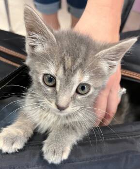 Rescue Domestic Short Hair Cats for Adoption in Burnsville, North Carolina - Jonquil | PetCurious