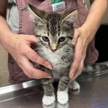 Leo -  Domestic Short Hair Cat for Adoption in Newport, North Carolina - Leo | PetCurious