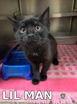 Domestic Short Hair Cats Available for Adoption in Rocky Mount, North Carolina - LIL MAN | PetCurious