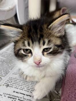 Resin -  Domestic Short Hair Cat for Adoption in Cincinnati, Ohio - Resin | PetCurious