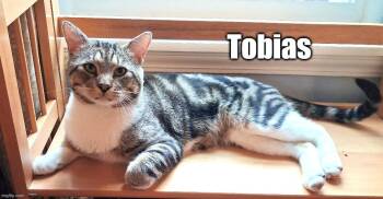 Tobias -  Tabby and American Shorthair Cat for Adoption in Billerica, Massachusetts - Tobias | PetCurious