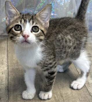 Nugget -  Domestic Short Hair Cat for Adoption in Shreveport, Louisiana - Nugget | PetCurious