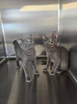 Tigra -  Domestic Short Hair Cat for Adoption in Sebastian, Florida - Tigra | PetCurious