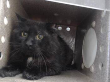 SMOKEY -  Domestic Long Hair Cat for Adoption in Orlando, Florida - SMOKEY | PetCurious