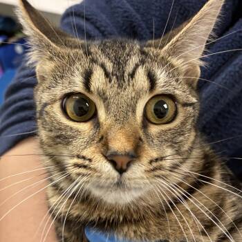 Rescue Domestic Short Hair Cats for Adoption in Harrisonburg, Virginia - Sarah | PetCurious