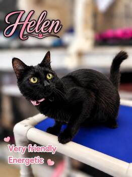 Helen (FCID# 07/17/2026-172) Willow Grove -  Tabby Cat for Adoption in Greenville, Delaware - Helen (FCID# 07/17/2026-172) Willow Grove | PetCurious