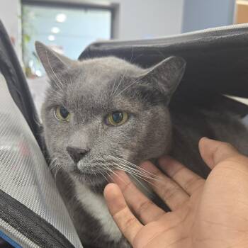 MiSun -  Domestic Short Hair Cat for Adoption in Newark, New Jersey - MiSun | PetCurious