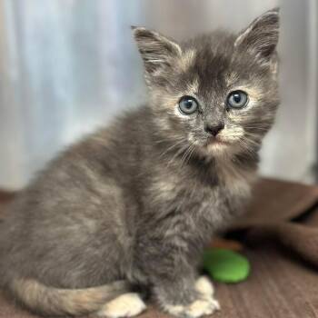 Princess Snowfire -  Domestic Short Hair Cat for Adoption in Roanoke, Virginia - Princess Snowfire | PetCurious
