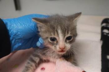 JESSE -  Domestic Short Hair Cat for Adoption in Columbia, South Carolina - JESSE | PetCurious