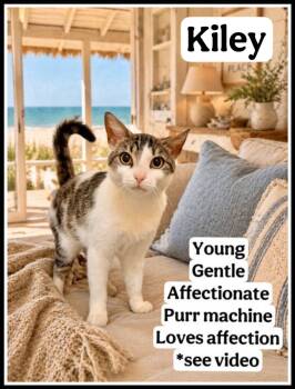 Domestic Short Hair and Tabby Cats Available for Adoption in Greenville, Delaware - Kiley (FCID# 04/10/26 - 103 Willow Grove PS Event) | PetCurious