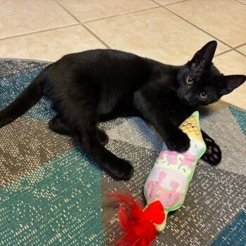 Shark -  Domestic Short Hair Cat for Adoption in San Antonio, Texas - Shark | PetCurious
