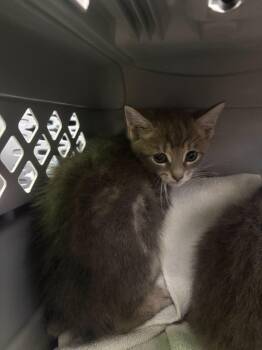 Oolong -  Domestic Short Hair Cat for Adoption in Raleigh, North Carolina - Oolong | PetCurious