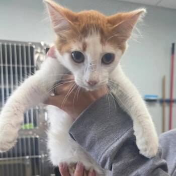 Gouda -  Domestic Short Hair Cat for Adoption - Gouda | PetCurious