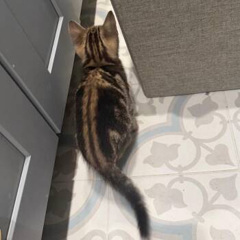 Domestic Short Hair Cats Available for Adoption in Missouri City, Texas - Bolo | PetCurious