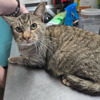 Shrimp -  Domestic Short Hair Cat for Adoption in Graham, Texas - Shrimp | PetCurious