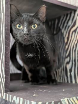 Rescue Domestic Short Hair Cats for Adoption in Hyde Park, New York - Chibi | PetCurious
