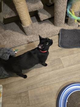 Mary Mama -  Domestic Short Hair Cat for Adoption in Vancouver, Washington - Mary Mama | PetCurious