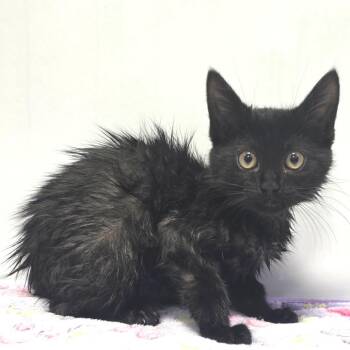 Domestic Short Hair Cats Available for Adoption in Fort Wayne, Indiana - Cole | PetCurious