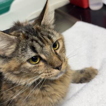 Carrie -  Domestic Short Hair Cat for Adoption in Lakewood, Colorado - Carrie | PetCurious