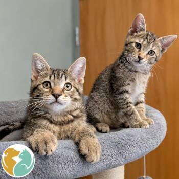 Bianca (Right) -  Domestic Short Hair Cat for Adoption in Toledo, Ohio - Bianca (Right) | PetCurious