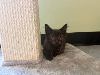 Doodlebob -  Domestic Medium Hair Cat for Adoption in Raleigh, North Carolina - Doodlebob | PetCurious