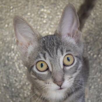Sherbert -  Tabby and Domestic Short Hair Cat for Adoption in Huntley, Illinois - Sherbert | PetCurious