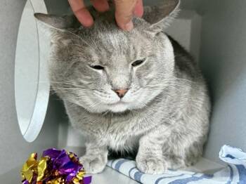 Tubs -  Domestic Short Hair Cat for Adoption in New York, New York - Tubs | PetCurious