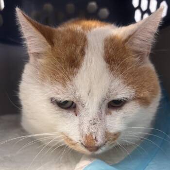 Porcini -  Domestic Short Hair Cat for Adoption in Salt Lake City, Utah - Porcini | PetCurious