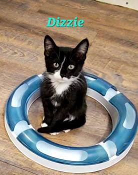 Dizzie -  Tuxedo Cat for Adoption in Macon, Georgia - Dizzie | PetCurious