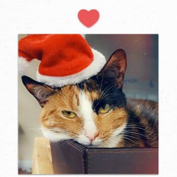 Rescue Domestic Short Hair Cats for Adoption in Cumming, Georgia - Silke | PetCurious