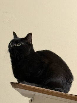 Rescue Domestic Short Hair Cats for Adoption in Derry, New Hampshire - Micha | PetCurious