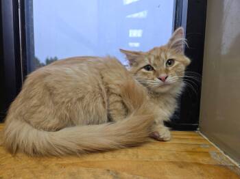 Rescue Domestic Long Hair Cats for Adoption in Tuttle, Oklahoma - Bartholemew | PetCurious