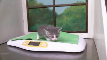 TORTERRA -  Domestic Short Hair Cat for Adoption in Houston, Texas - TORTERRA | PetCurious