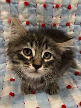 Domestic Long Hair Cats Available for Adoption in Vacaville, California - Evangeline | PetCurious