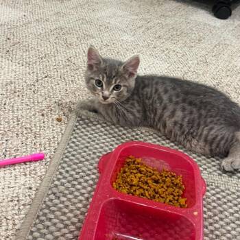 A&W -  Domestic Medium Hair Cat for Adoption in Jarrettsville, Maryland - A&W | PetCurious