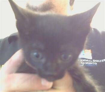 Domestic Short Hair Cats Available for Adoption in Sacramento, California - GERALD | PetCurious
