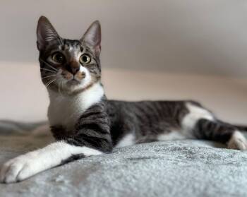 American Shorthair Cats Available for Adoption - Axel | PetCurious